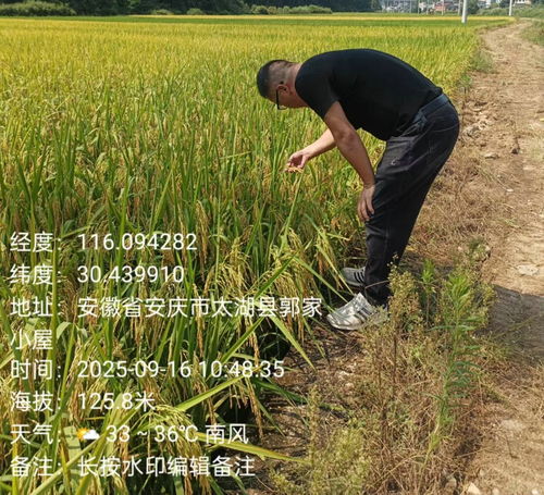 天華鎮(zhèn)植保行動 科技護(hù)航，糧食豐產(chǎn)之路