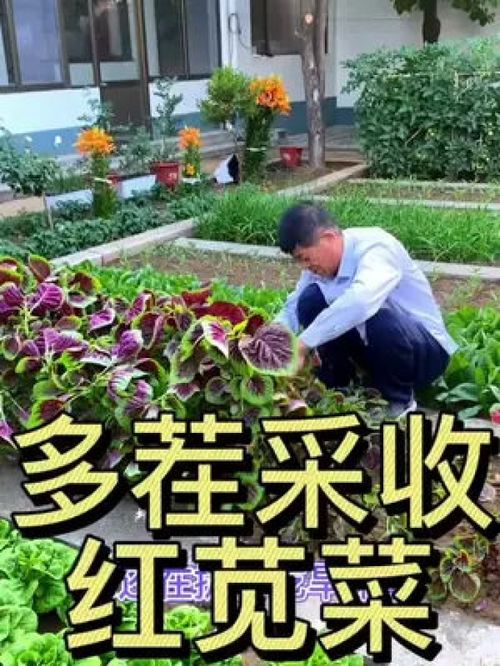 多茬采收的莧菜 優質農產品種植正當時，助力鄉村振興
