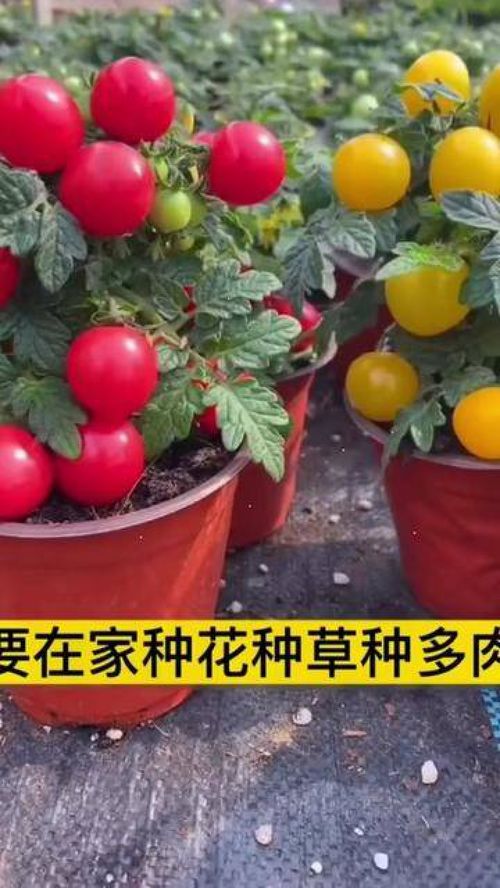 從種子到餐桌 家庭種植小番茄，打造優質農產品新體驗